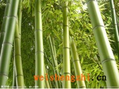 供應(yīng)四川成都竹漿原紙/大軸紙/竹漿衛(wèi)生紙成品批發(fā)代理;