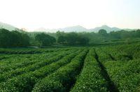 暢銷品牌荷風清雅白茶香型酒店加香機精油芳香精油