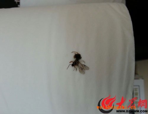 順清柔衛(wèi)生紙里夾蒼蠅 消費(fèi)者質(zhì)疑廠家太敷衍