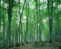 木漿價格未來或創(chuàng)新高