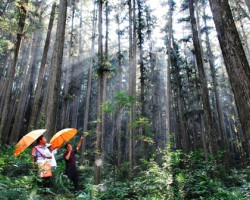 江西1.93億畝森林參加政策性保險(xiǎn)