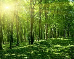 國家林業(yè)局就青島第九次森林資源清查作出指導(dǎo)工作