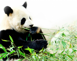 山丘竹紙京東眾籌1008萬 創(chuàng)中國紙巾眾籌高紀錄