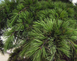 制漿造紙領(lǐng)域取得新的突破