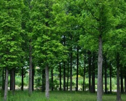 江西林業(yè)總產(chǎn)值全國排名第八  進(jìn)入方陣