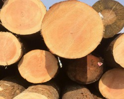 俄羅斯木材商將出口重點從歐洲轉(zhuǎn)移到中國和亞太國家