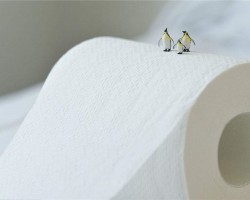 中正鍋爐與河北保定七成生活用紙企業(yè)達(dá)成合作關(guān)系