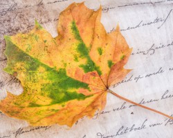 人民幣明年有望升至6關(guān)口 造紙行業(yè)或整體延續(xù)向上行情