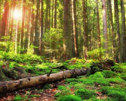 山西2020年度31個林木品種通過審定